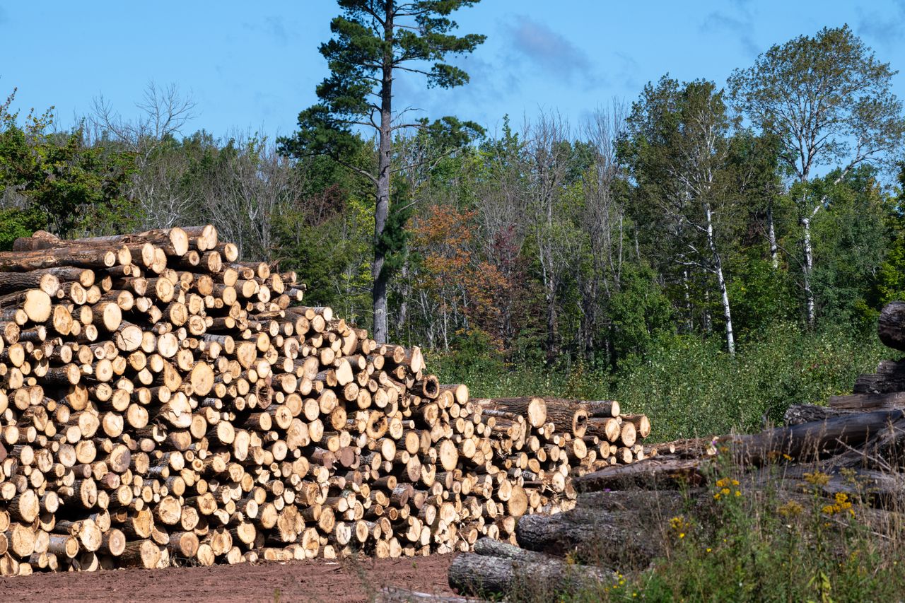 brand-01 Pile of freshly cut logs arranged outdoors in a forest setting, under clear blue skies.