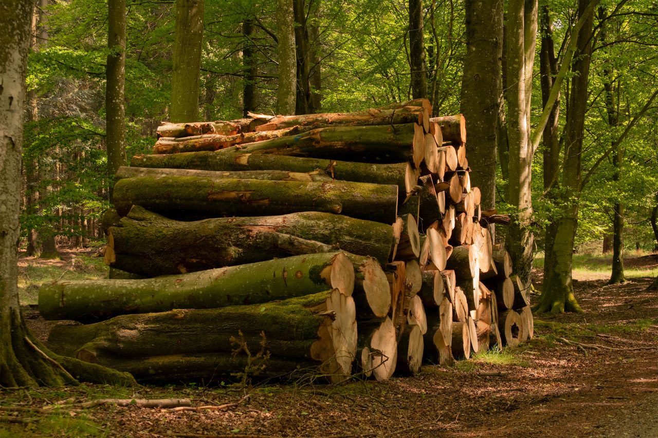 why-choose-us Pile of tree logs stacked in a lush forest, showcasing natures simplicity.