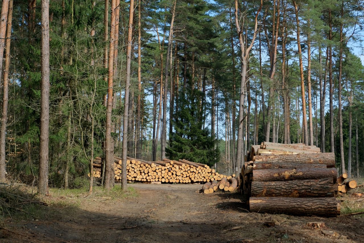 Services-03 A serene forest scene showing neatly stacked timber logs among tall trees.